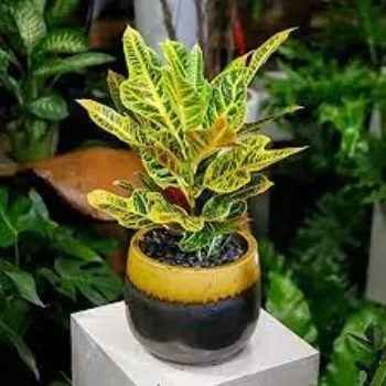 Fresh  Croton Plant