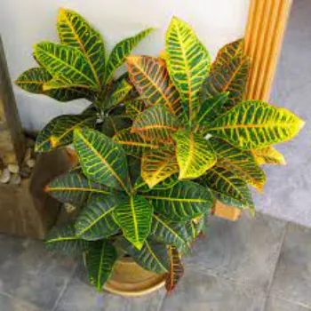 Organic Croton Plant