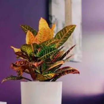 Common Croton Plant