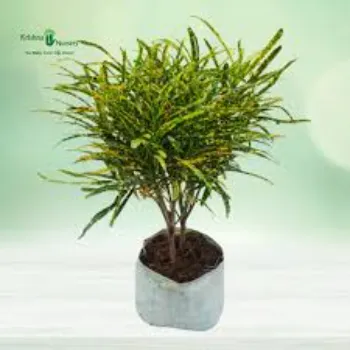 Natural Croton Plant