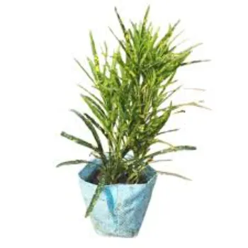 Natural Croton Plant