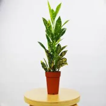 Rare Croton Plant