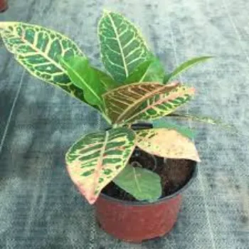 Natural Croton Plant
