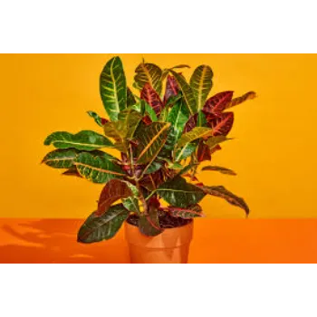 Croton Plant