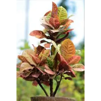 Organic Croton Plant