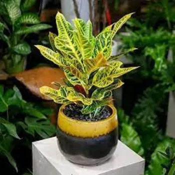 Organic Croton Plants