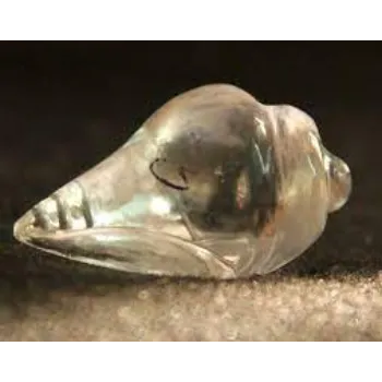 Sunil crystal Shankh