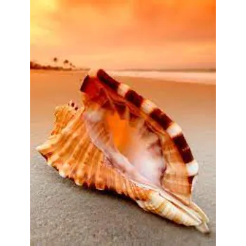 Nidhi crystal Shankh