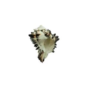 Aditya crystal Shankh