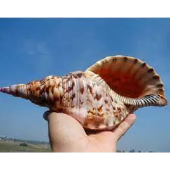 Shri Durga Crystal Shankh