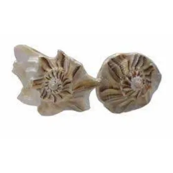 Good crystal Shankh