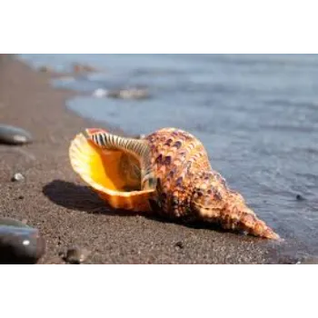 Agarwal Crystal Shankh