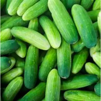 Cucumber