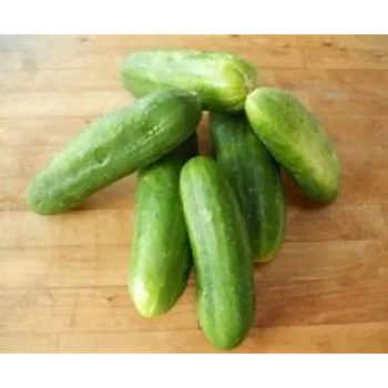 Cucumber
