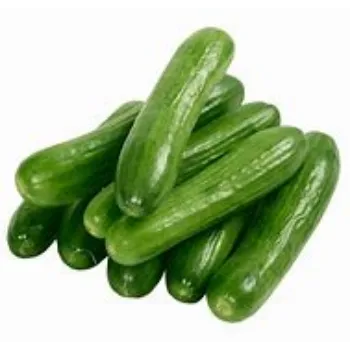 Cucumber