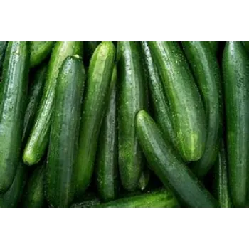 Cucumber