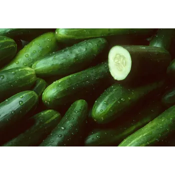 Organic Cucumber