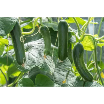 Fresh Cucumber