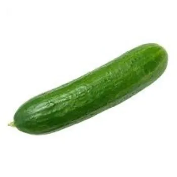 Common  Fresh Cucumber