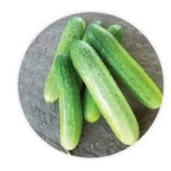 Common Fresh Cucumber