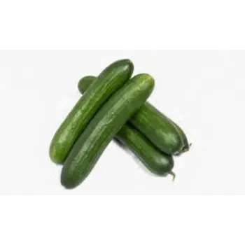 Common Cucumber
