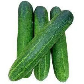 Common Fresh Cucumber