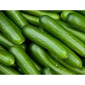 Natural Fresh Cucumber