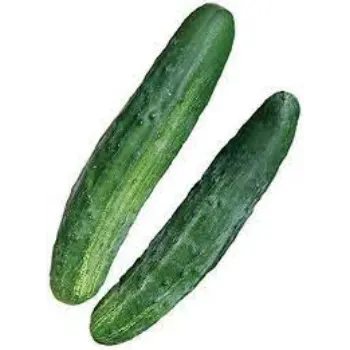 Common Cucumber