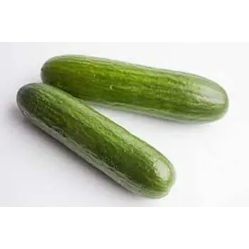 Common Cucumber