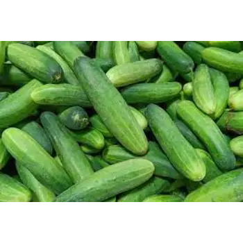Common Fresh Cucumber