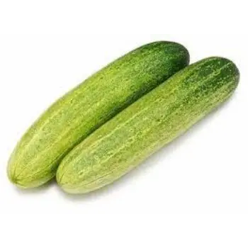 Natural Fresh Cucumber