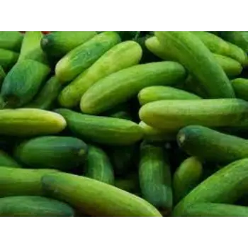 Natural Fresh Cucumber