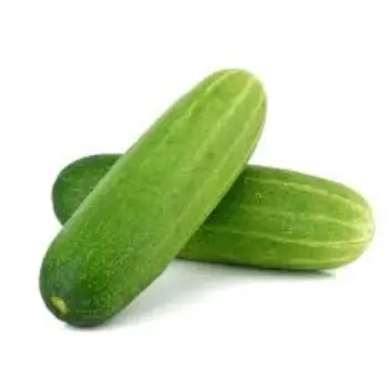 Common Fresh Cucumber