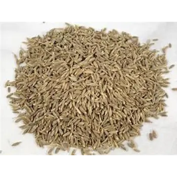 common Cumin Seeds