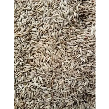 Cumin Seeds