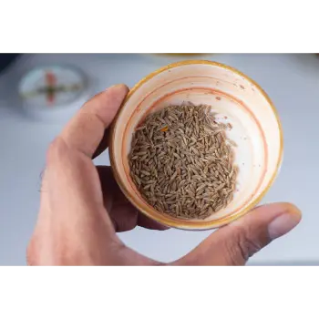 Fresh  Cumin Seeds
