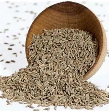 Fresh Cumin Seeds