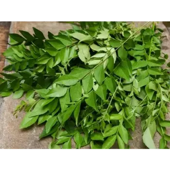 Common Curry Leaves