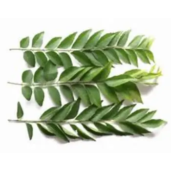 common Curry Leaves