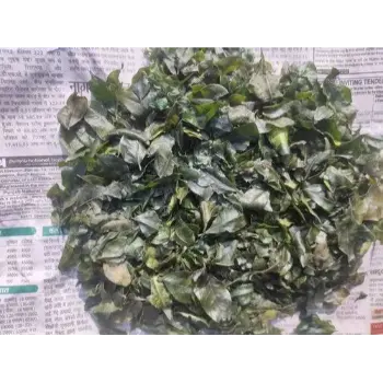 Organic Curry Leaves