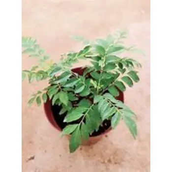 Curry Leaves