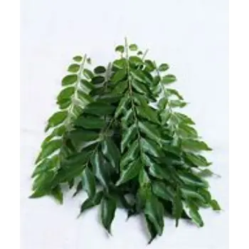 common Curry Leaves