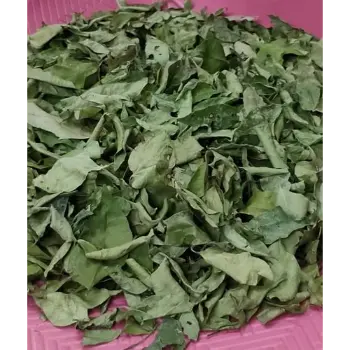 Common  Curry Leaves