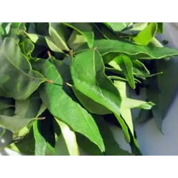 Qualitybest  Curry Leaves