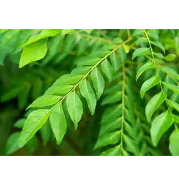 Fresh Curry Leaves