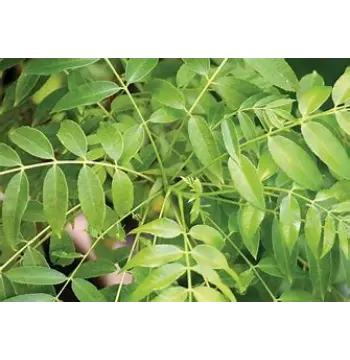  Natural  Curry Leaves