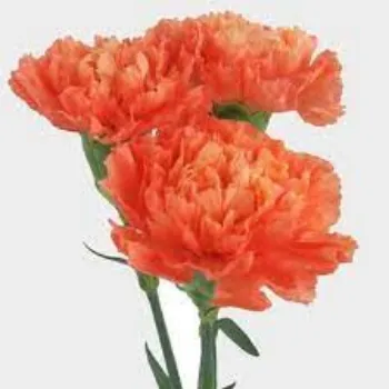 Natural Cut Flowers