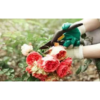 Natural Cut Flowers