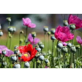 Natural Cut Flower