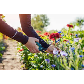 Organic Cut Flowers